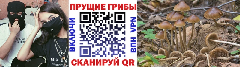 Галлюциногенные грибы Psilocybe  Купить где  Ардон 